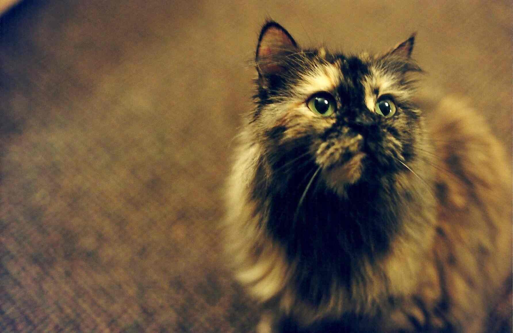 Myra Gazing